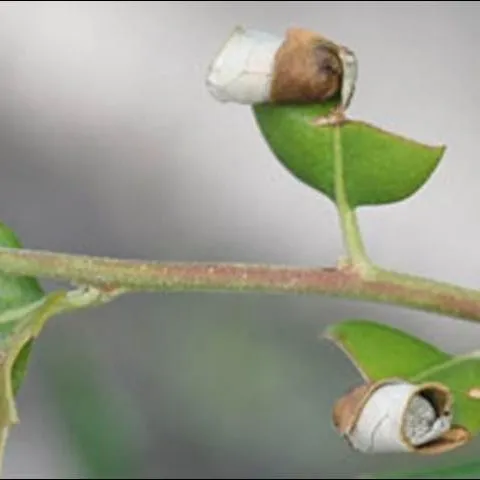 thumbnail for publication: Leaf-Rolling Weevil, Homoeolabus analis (Illiger) (Coleoptera: Attelabidae: Attelabinae) and Thief Weevil, Pterocolus ovatus Fabricius (Coleoptera: Rhynchitidae: Pterocolinae)